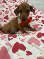 Tater Tot , a male Miniature Dachshund for sale in Merritt Island, FL – 5 of 10