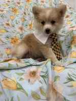 Mr. Fox, a male Pomeranian for sale in Merritt Island, FL – 5 of 10