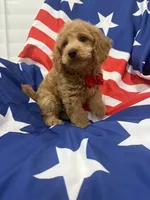 Hunter, a male Poodle - Miniature  for sale in Merritt Island, FL – 7 of 8