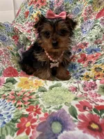 Violet , a female Yorkshire Terrier for sale in Merritt Island, FL – 7 of 7