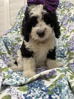 Izzy, a female Bernedoodle for sale in Merritt Island, FL – 10 of 10
