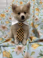 Mr. Fox, a male Pomeranian for sale in Merritt Island, FL – 10 of 10