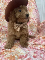 Oakley , a male Goldendoodle for sale in Merritt Island, FL – 8 of 10