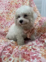 Remi , a male Maltipoo for sale in Merritt Island, FL – 3 of 8