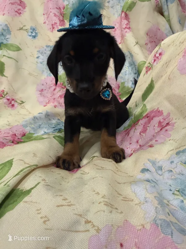 Daisy  – Miniature Dachshund puppy for sale in Merritt Island, FL