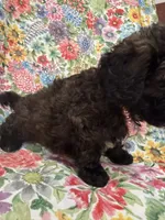 Zoey , a female Shihpoo for sale in Merritt Island, FL – 6 of 9