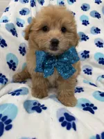 Oakley , a male Yorkipoo for sale in Merritt Island, FL – 7 of 7