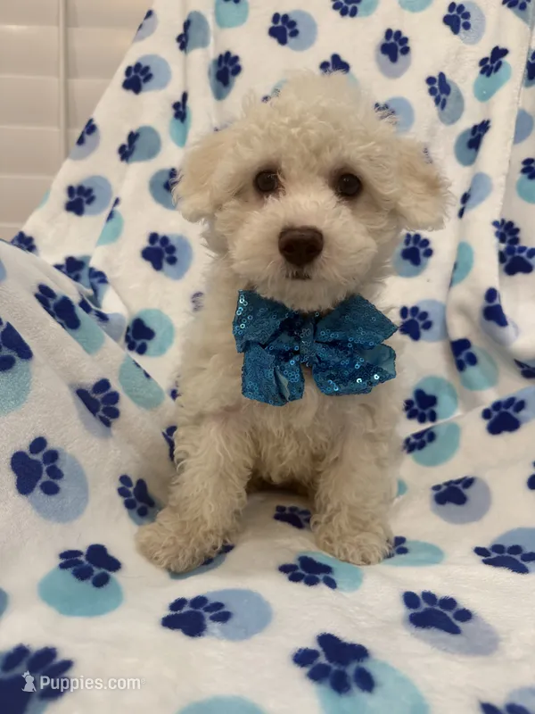 Hunter  – Bichon Frise puppy for sale in Merritt Island, FL