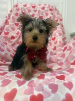 Cooper , a male Yorkshire Terrier for sale in Merritt Island, FL – 7 of 9