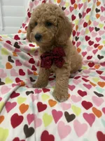 Jordan , a male Poodle - Miniature  for sale in Merritt Island, FL – 6 of 10