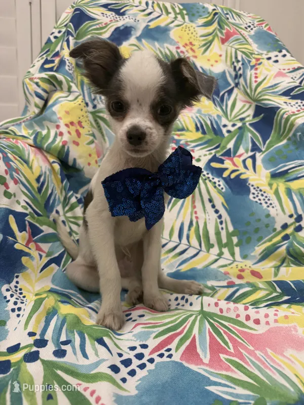 Taco  – Chihuahua puppy for sale in Merritt Island, FL