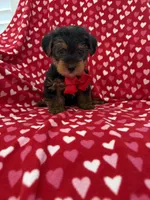 Hunter , a male Yorkshire Terrier for sale in Merritt Island, FL – 5 of 7
