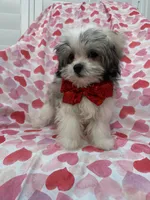 Gizmo , a male Mal Shi for sale in Merritt Island, FL – 8 of 10