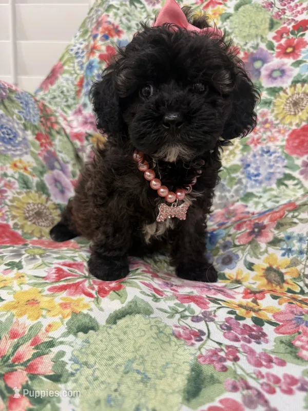 Zoey  – Shihpoo puppy for sale in Merritt Island, FL