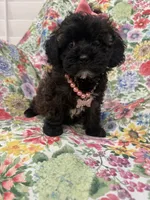 Zoey , a female Shihpoo for sale in Merritt Island, FL – 1 of 9