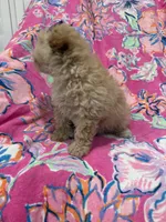 Lilly , a female Yorkipoo for sale in Merritt Island, FL – 3 of 10