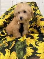 Jax , a male Yorkipoo for sale in Merritt Island, FL – 2 of 7