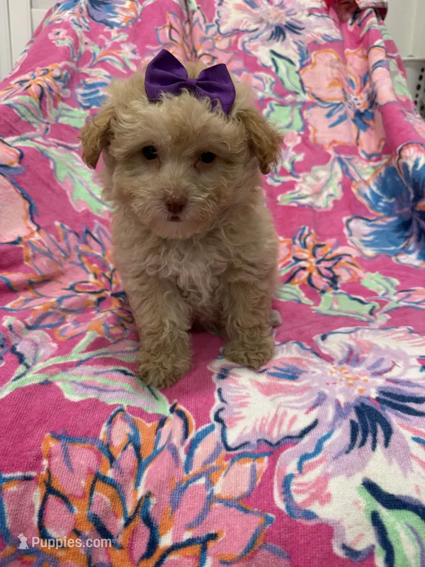 Lilly  – Yorkipoo puppy for sale in Merritt Island, FL