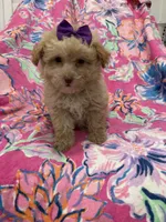 Lilly , a female Yorkipoo for sale in Merritt Island, FL – 1 of 10