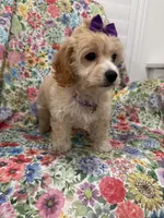 Callie , a female Cavapoo for sale in Merritt Island, FL – 8 of 10