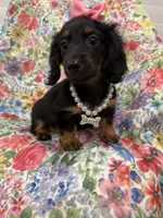 Haley , a female Miniature Dachshund for sale in Merritt Island, FL – 3 of 10