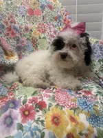 Lilly , a female Poodle - Miniature  for sale in Merritt Island, FL – 7 of 8