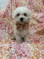 Scooter , a male Bichon Frise for sale in Merritt Island, FL – 6 of 6
