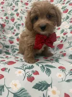 Cooper , a male Poodle - Miniature  and Cavachon for sale in Merritt Island, FL – 5 of 10