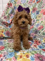 Violet , a female Poodle - Miniature  for sale in Merritt Island, FL – 2 of 10