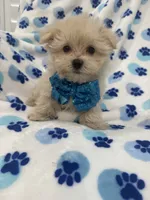 Teddy , a male Morkie for sale in Merritt Island, FL – 8 of 9