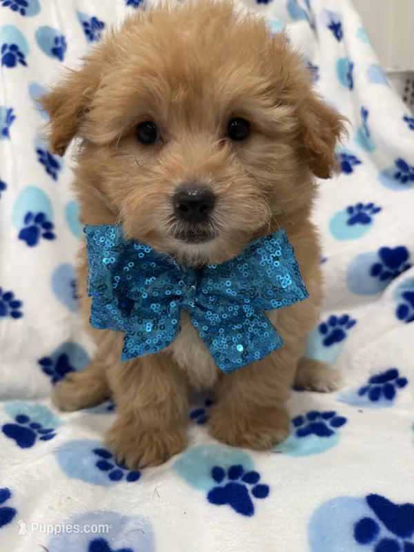 Oakley  – Yorkipoo puppy for sale in Merritt Island, FL