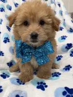Oakley , a male Yorkipoo for sale in Merritt Island, FL – 1 of 7