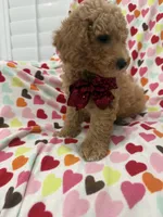 Jordan , a male Poodle - Miniature  for sale in Merritt Island, FL – 8 of 10