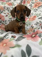 Winnie , a female Miniature Dachshund for sale in Merritt Island, FL – 3 of 8