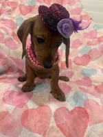 Winnie , a female Miniature Dachshund for sale in Merritt Island, FL – 3 of 10