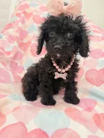 Pepper , a female Poodle - Miniature  and Cavachon for sale in Merritt Island, FL – 2 of 10
