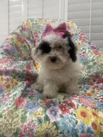 Lilly , a female Poodle - Miniature  for sale in Merritt Island, FL – 2 of 8