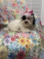 Lilly , a female Poodle - Miniature  for sale in Merritt Island, FL – 8 of 8