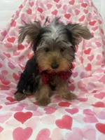 Cooper , a male Yorkshire Terrier for sale in Merritt Island, FL – 4 of 9