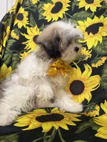 Maverick , a male Mal Shi for sale in Merritt Island, FL – 2 of 10
