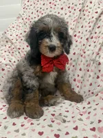 Merlin , a male Miniature Bernedoodle for sale in Merritt Island, FL – 7 of 10