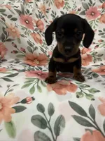 Sprout , a male Miniature Dachshund for sale in Merritt Island, FL – 1 of 6