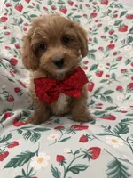 Cooper , a male Poodle - Miniature  and Cavachon for sale in Merritt Island, FL – 3 of 10