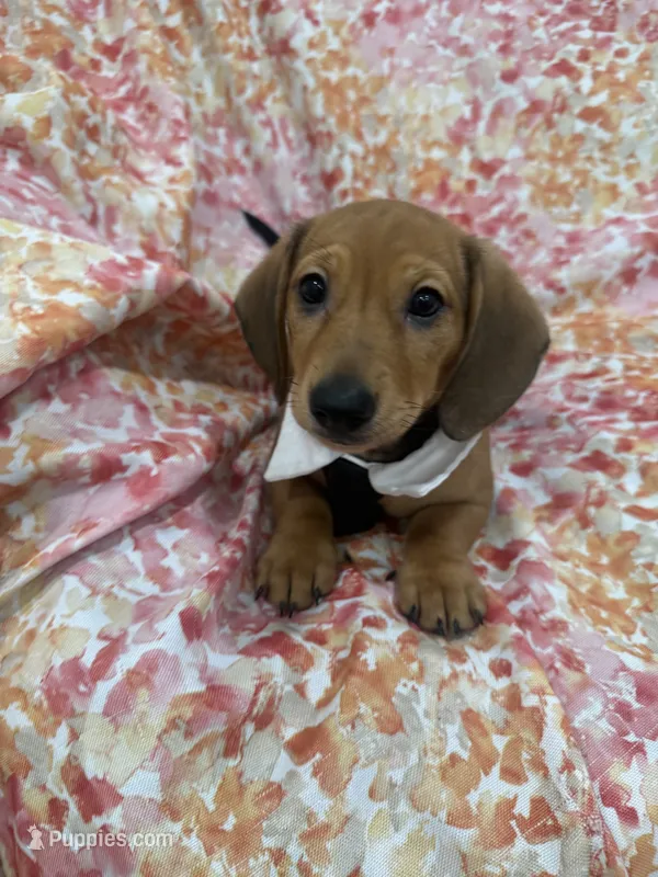 Scrappy  – Miniature Dachshund puppy for sale in Merritt Island, FL