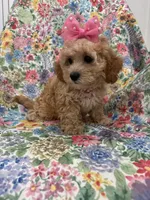Marley , a female Cavapoo for sale in Merritt Island, FL – 9 of 10