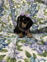 Zoey , a male Miniature Dachshund for sale in Merritt Island, FL – Photo 8 of 9