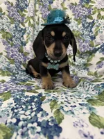 Zoey , a male Miniature Dachshund for sale in Merritt Island, FL – Photo 7 of 9