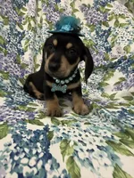 Zoey , a male Miniature Dachshund for sale in Merritt Island, FL – Photo 3 of 9