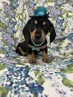 Zoey , a male Miniature Dachshund for sale in Merritt Island, FL – Photo 6 of 9