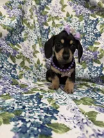 Zoey , a male Miniature Dachshund for sale in Merritt Island, FL – Photo 4 of 9